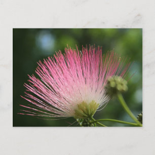 Mamosa Postkarte