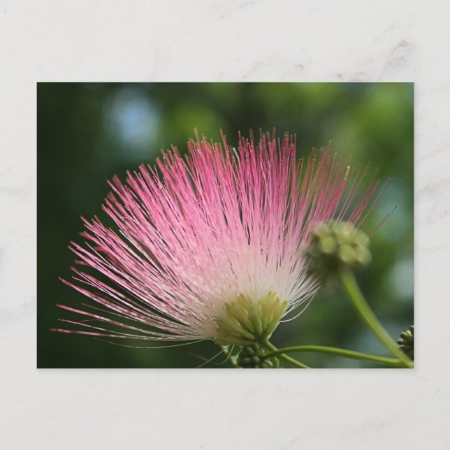 Mamosa Postkarte (Vorderseite)