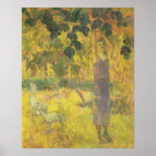 Man pflückt Obst aus einem Baum, 1897 Poster