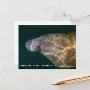 Manatee Crystal River Florida Postcard Postkarte