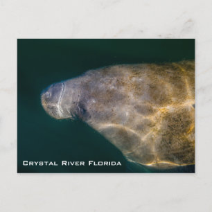 Manatee Crystal River Florida Postkarte