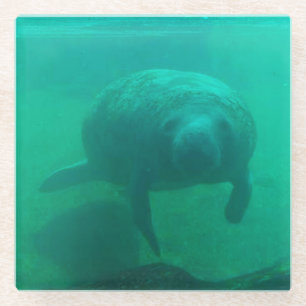 Manatee Foto Square Glass Untersetzer