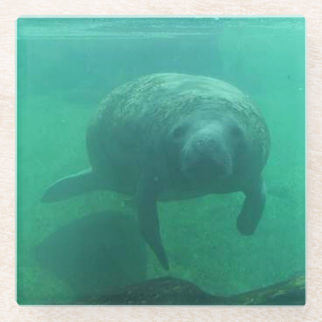 Manatee Foto Square Glass Untersetzer (Vorderseite)