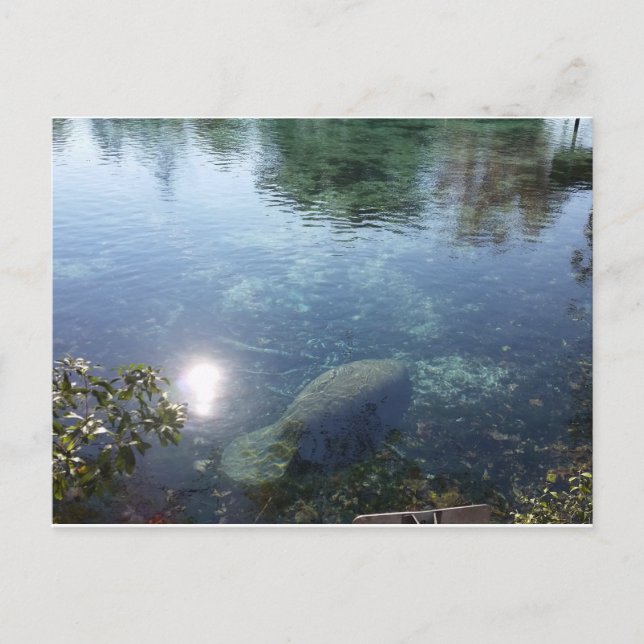 Manatee in Crystal River, FL Postkarte (Vorderseite)