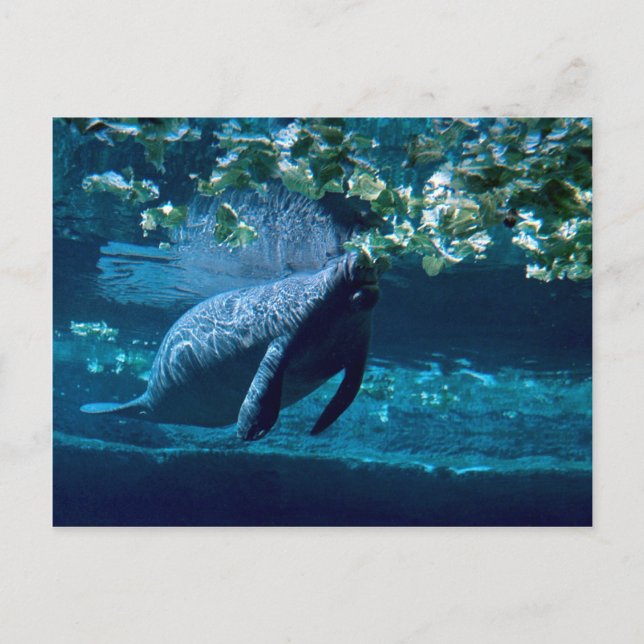 Manatee, Lowry Park Zoo, Tampa Bay, Florida, USA Postkarte (Vorderseite)