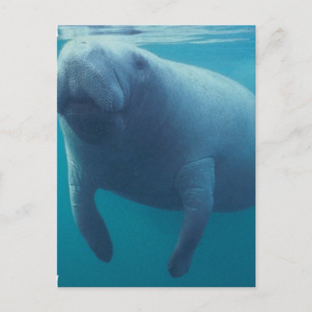 Manatee Postcard Postkarte (Vorderseite)