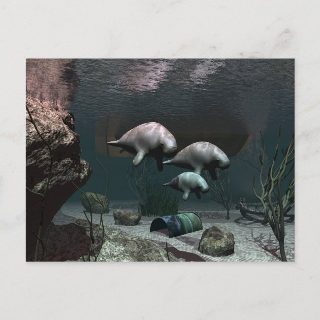 Manatee Postcard Postkarte (Vorderseite)