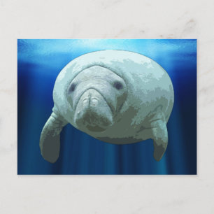 Manatee Postcards Postkarte