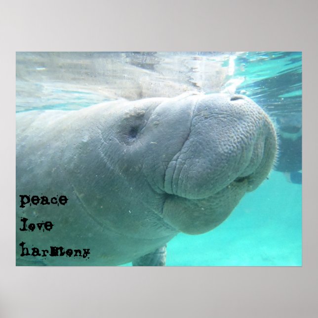 Manatee Poster (Vorne)