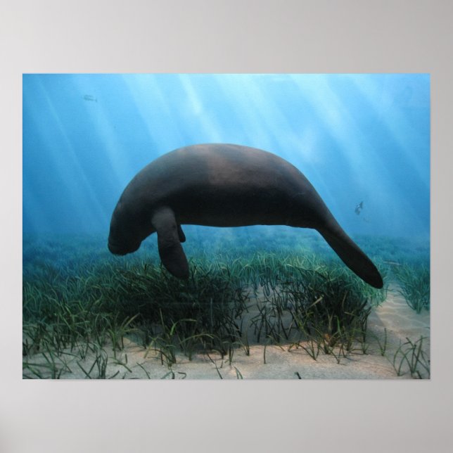 Manatee Poster (Vorne)