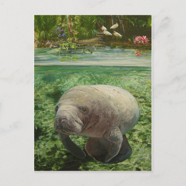 MANATEE POSTKARTE (Vorderseite)