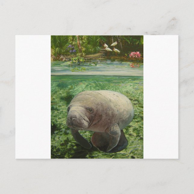 MANATEE POSTKARTE (Vorderseite)