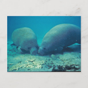 Manatee Rooting in Sand Postkarte