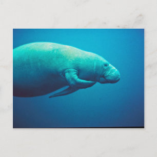 Manatee Scratching Postkarte