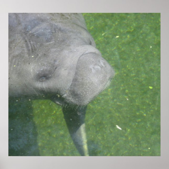 Manatee Smiles Poster (Vorne)