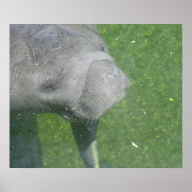 Manatee Smiles Poster (Vorne)