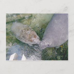 Manatee Smooch Postkarte