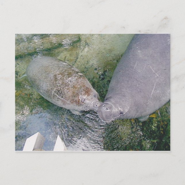 Manatee Smooch Postkarte (Vorderseite)