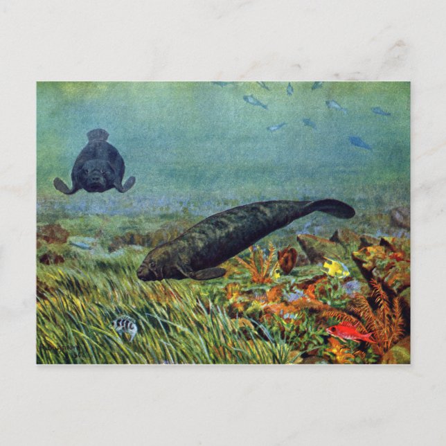 Manatee und farbenfrohe Fische Postkarte (Vorderseite)