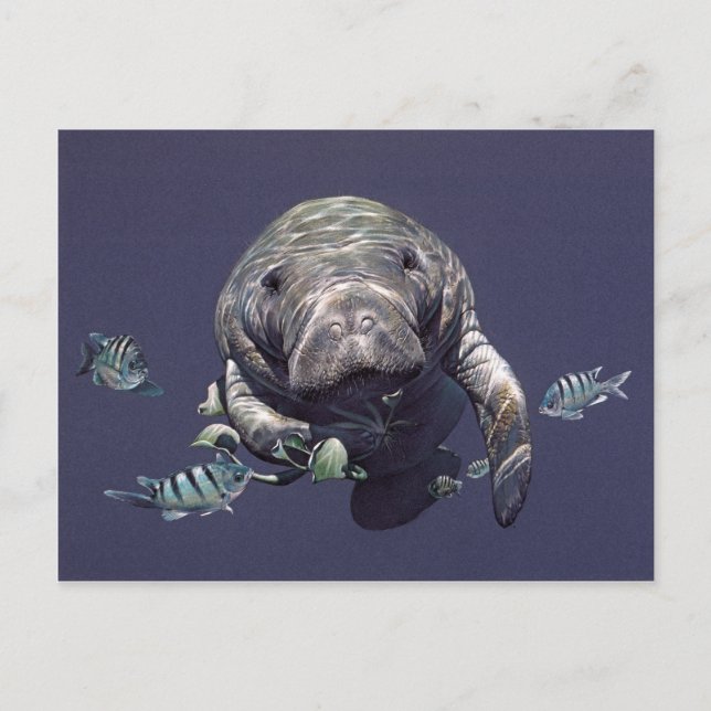Manatee Underwater World Postkarte (Vorderseite)