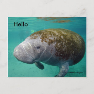 Manatee Up nah 0258 "Hello" Post Card Postkarte
