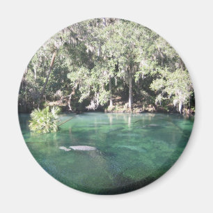 Manatees im Blue Springs Magnet