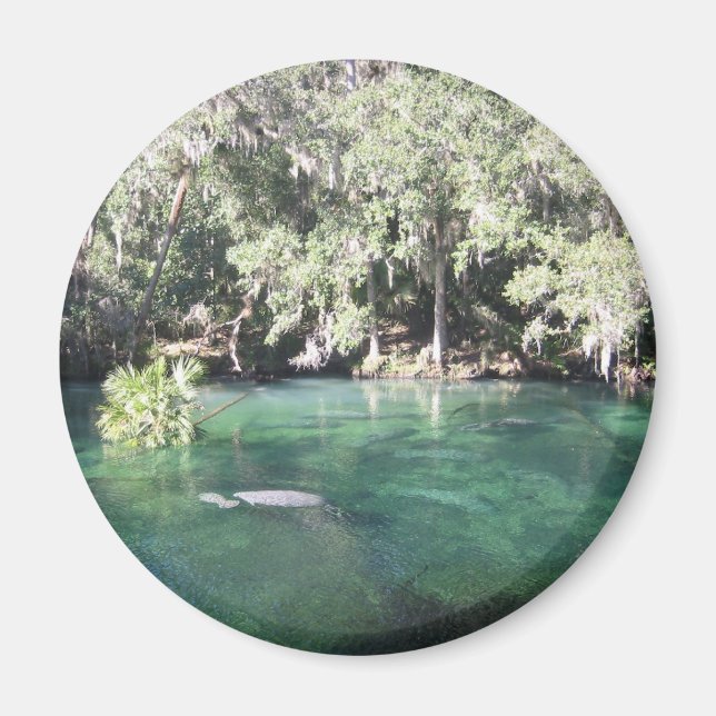 Manatees im Blue Springs Magnet (Vorne)