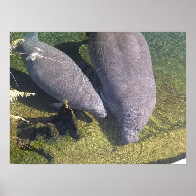 Manatees Poster (Vorne)