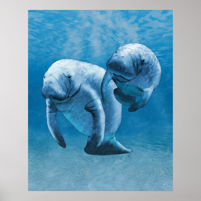 Manatees Poster (Vorne)