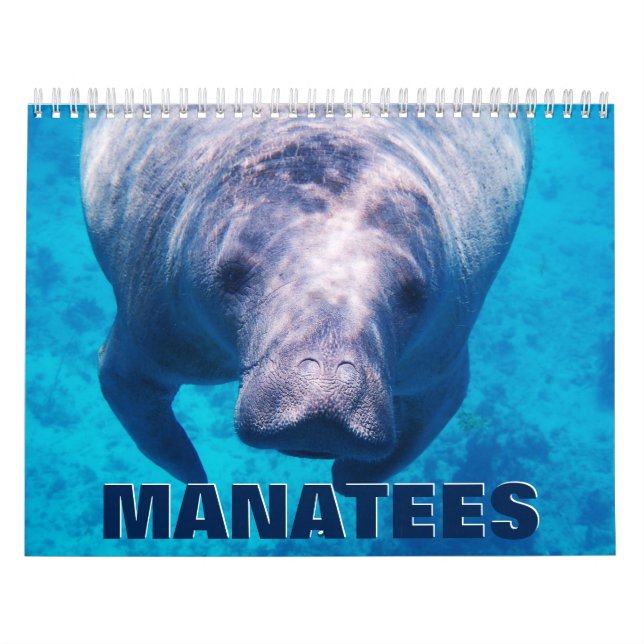 Manatees Wall Calendar Kalender (Titelbild)