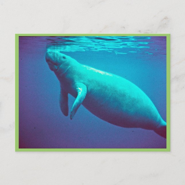 Manatefläche zum Atmen Postkarte (Vorderseite)