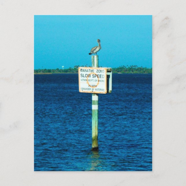 Manatezone Postcard Postkarte (Vorderseite)