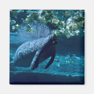 Manatis, Lowry Park-Zoo, Tampa Bay, Florida, USA Magnet