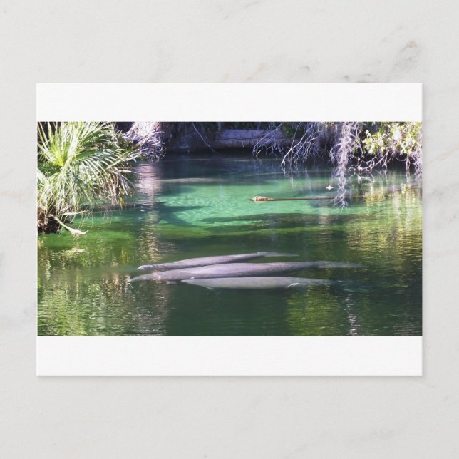 Manatis Postkarte (Vorderseite)