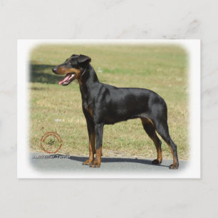 Manchester Terrier Postkarte