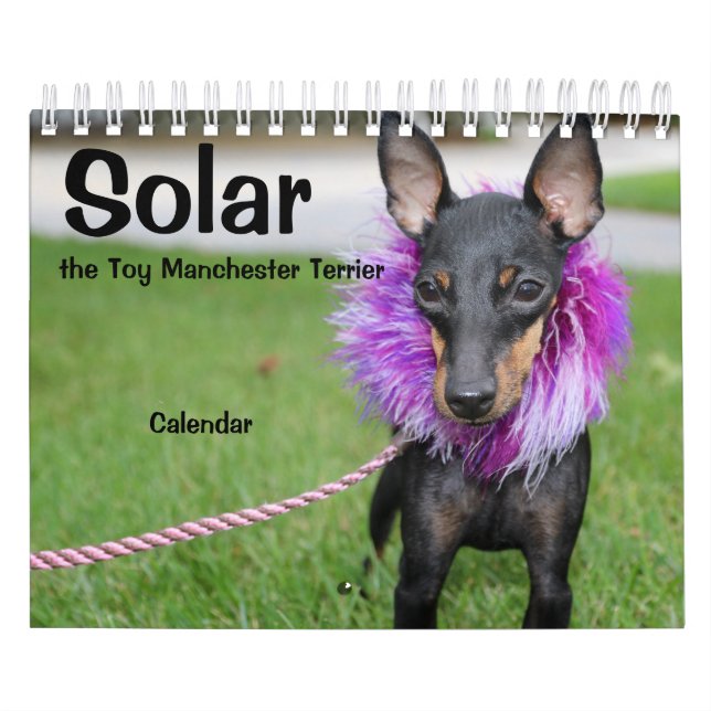 Manchester Terrier Small 2021 Kalender A (Titelbild)