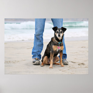 Manchester Terrier X - Jordanien - Derr Poster