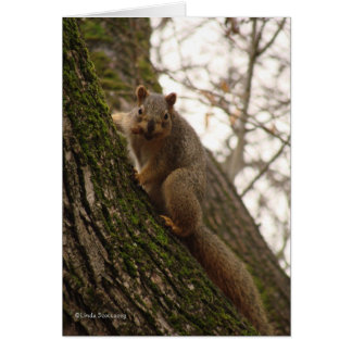 Manchmal fühlen sich Sie wie eine Nuss!