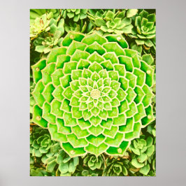 Mandala Green Gold Abstrakte Sukkuline Fotografie Poster