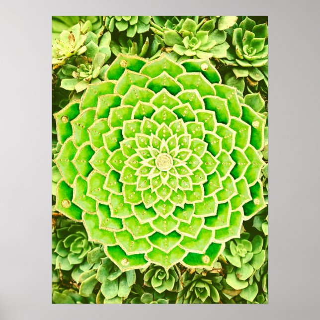 Mandala Green Gold Abstrakte Sukkuline Fotografie Poster (Vorne)