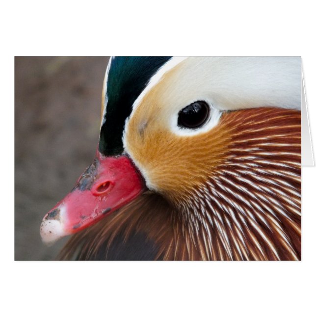 Mandarin Duck (Vorderseite (Horizontal))