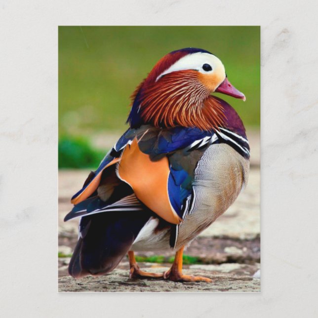 Mandarin Duck (Aix galericulata) Postkarte (Vorderseite)