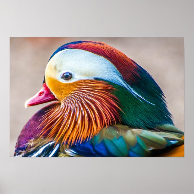 Mandarin Duck Beautiful Portrait Poster (Vorne)