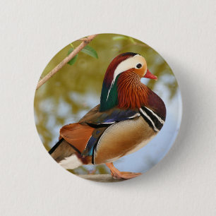 Mandarin Duck Button