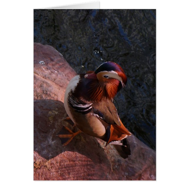 Mandarin Duck Card (Vorne)