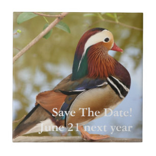 Mandarin Duck Fliese