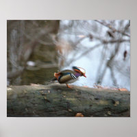 Mandarin Duck Foto