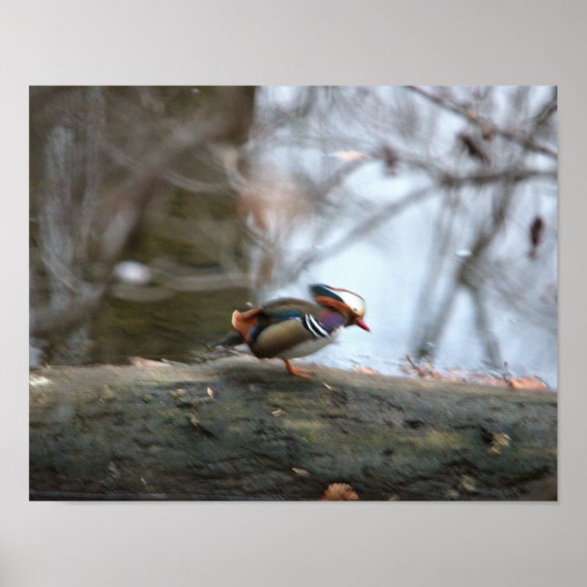 Mandarin Duck Foto Poster (Vorne)