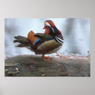 Mandarin Duck Foto Poster