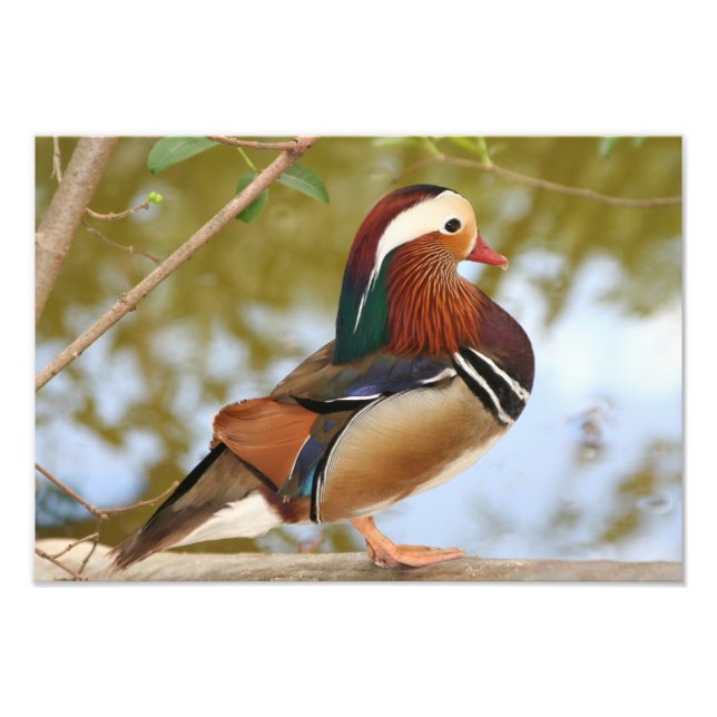 Mandarin Duck Fotodruck (Vorne)